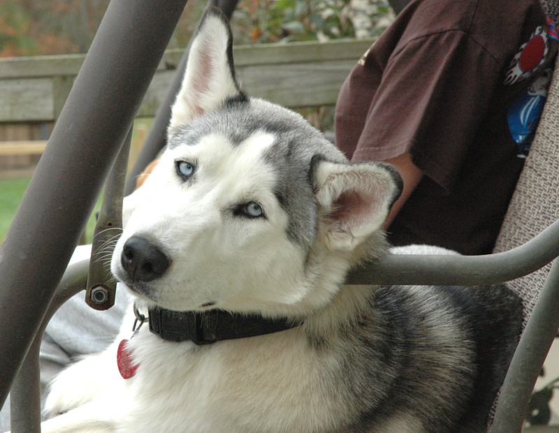 Honeysuckle Lane More of the Same Cute Pets!