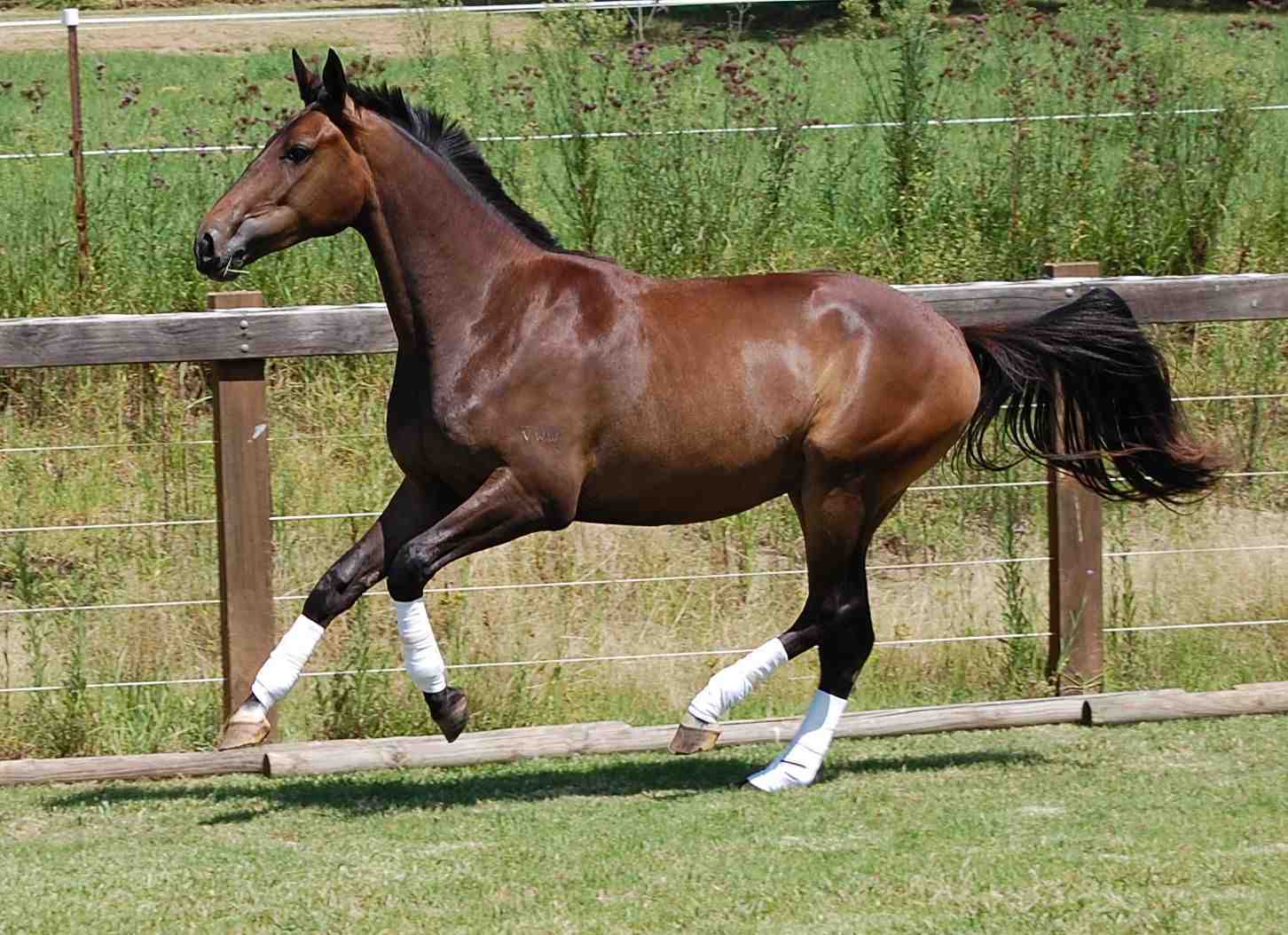 Pure Ponies Hotblooded, Coldblooded, and Warmblooded horses.