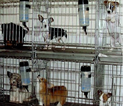 Bunu Bugun Ogrendim 375 Pet Shoplari Nasil Sikayet Ederiz