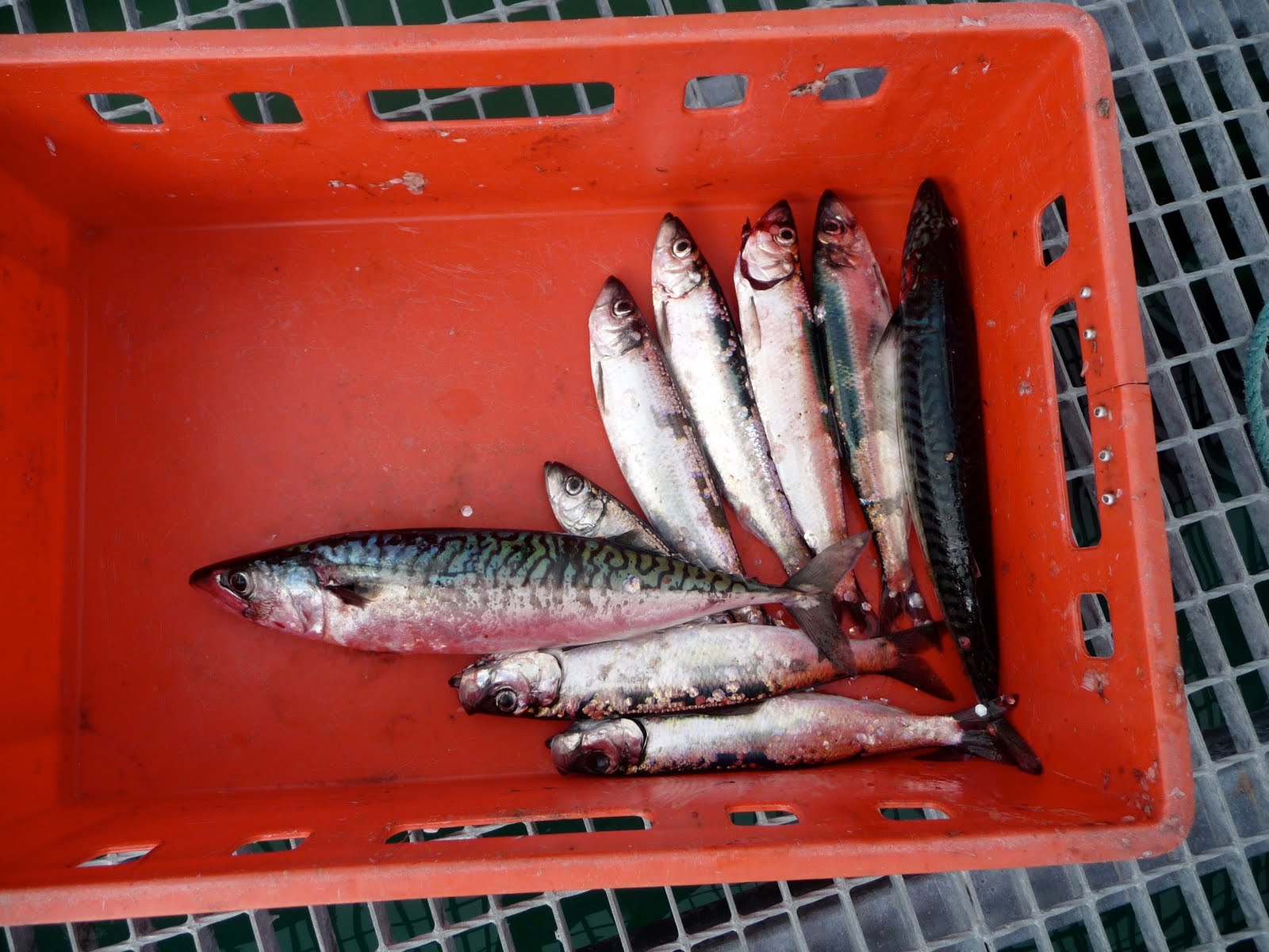 Norwegian Lunch