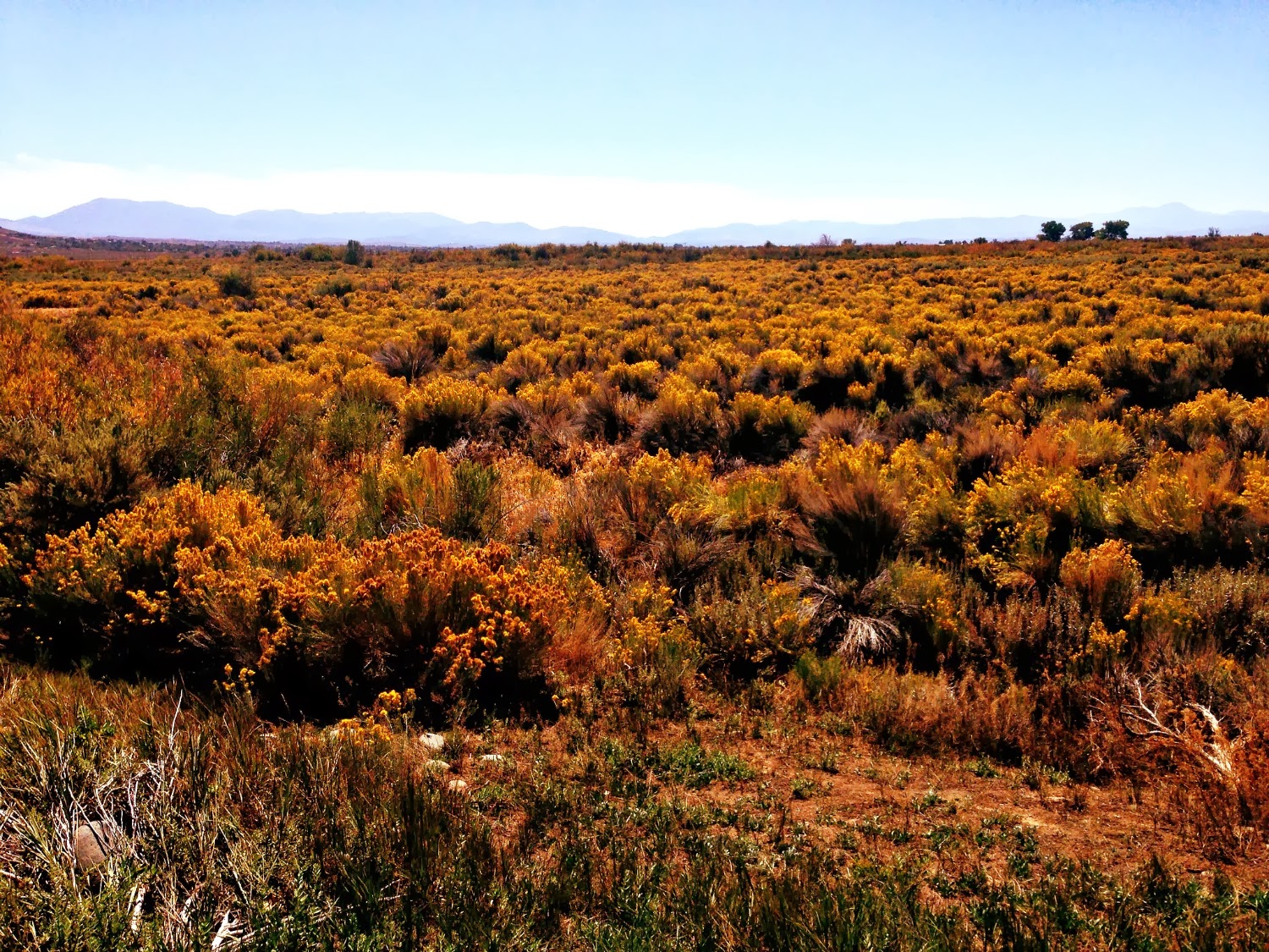 MarvinsDaughters Sagebrush in Northern Nevada