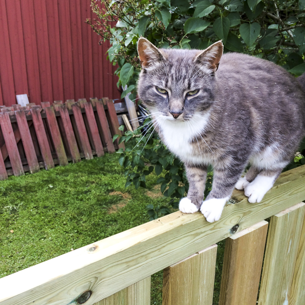 katt katt
