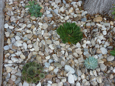 A Few of My Favorite Things: Front Yard Succulents