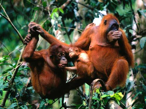 Most Amazing Almost Extinct Animals Sumatran Orangutan Most Amazing Almost Extinct Animals Sumatran Orangutan