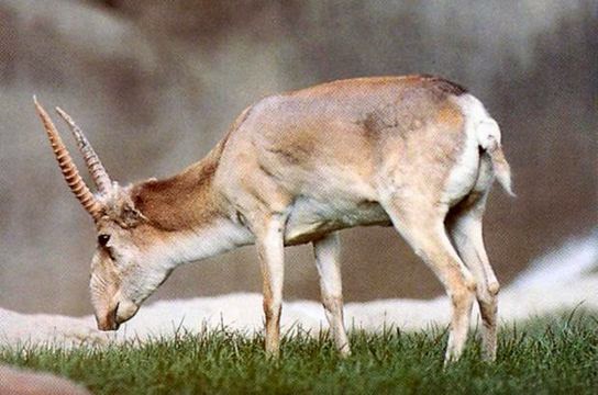 Male saiga antelope Male saiga antelope