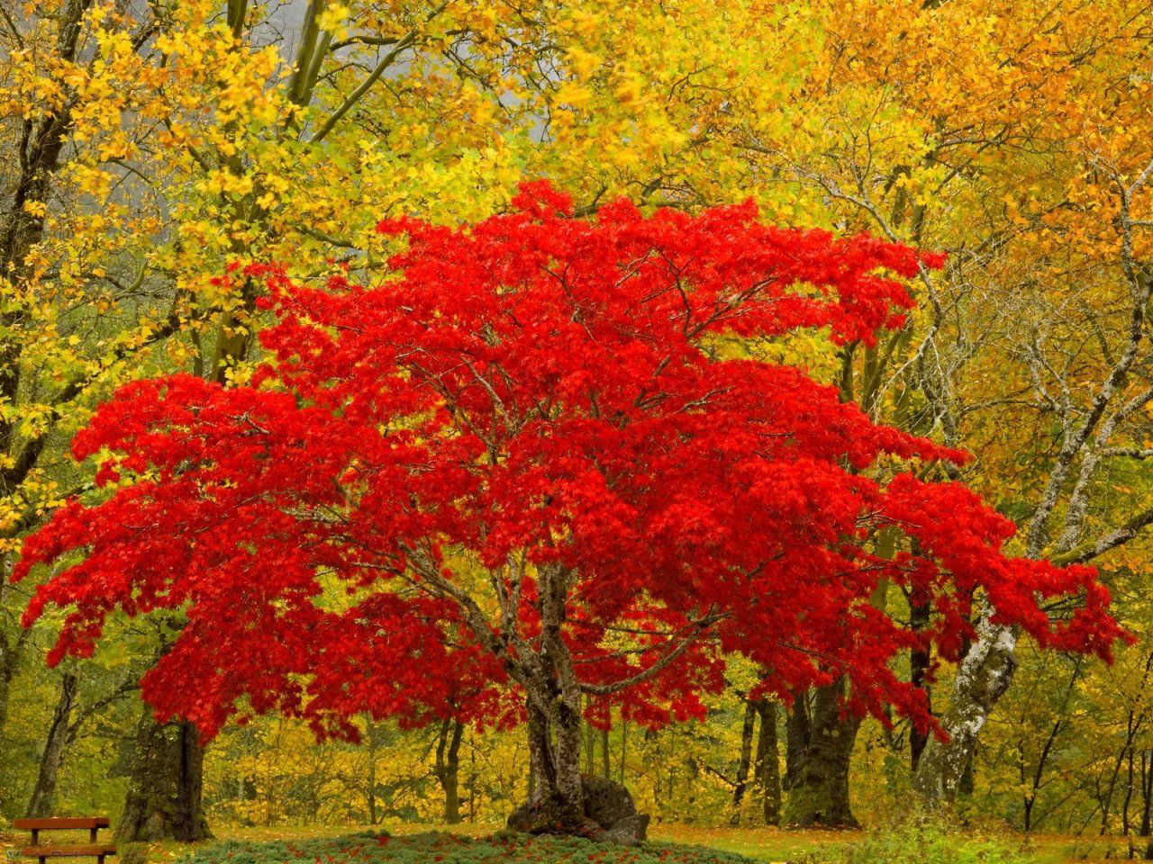 only nature beautiful tree wallpapers only nature beautiful tree wallpapers
