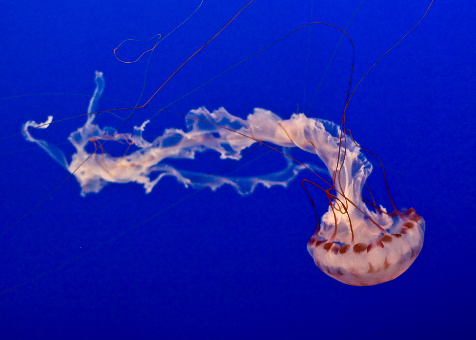 Images and Reflections by Tom Debley The Wondrous Jelly Fish of
