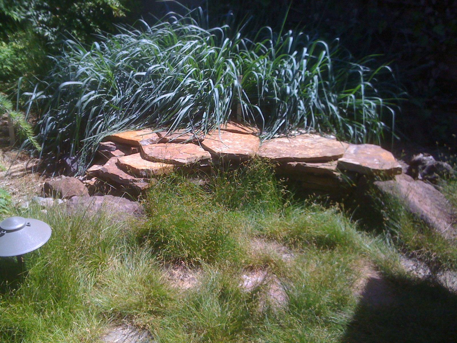 Geno's Garden Design & Coaching | : Sacramento Valley Native Plant ...