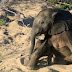 Cute Baby Elephants: Born to Be Wild! (Photos).