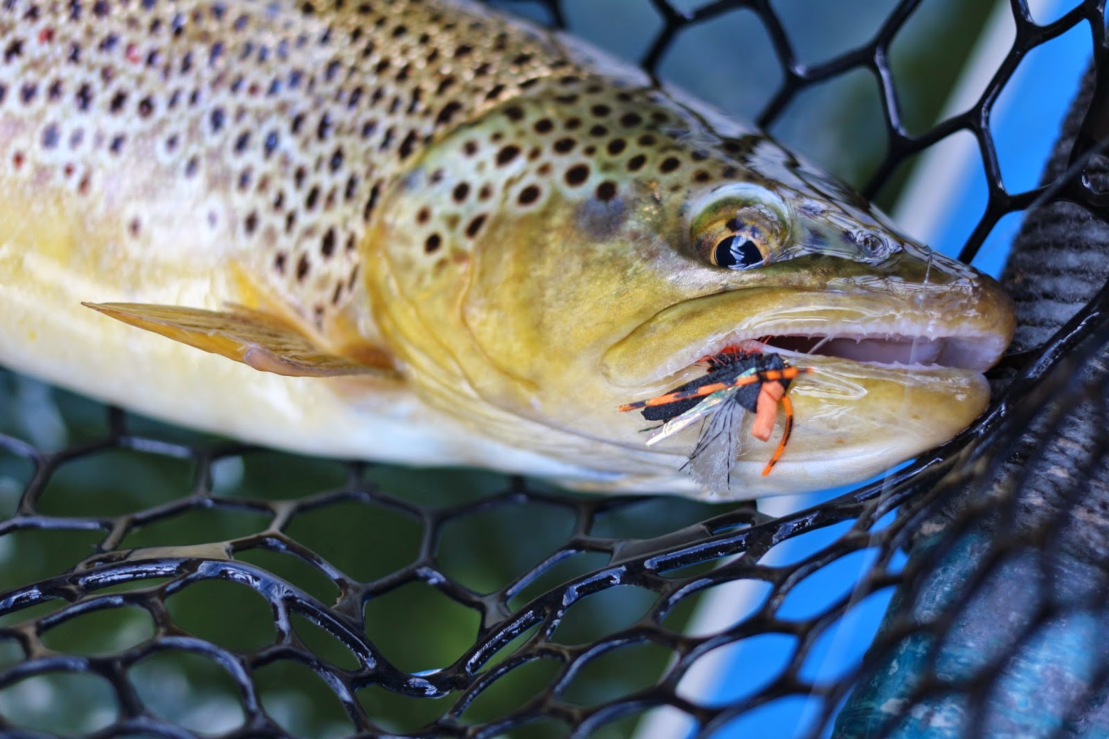 Green+river+flyfishing+during+Cicada+hatch+in+june+2014++with+Jay+Scott+Outdoors+13.JPG