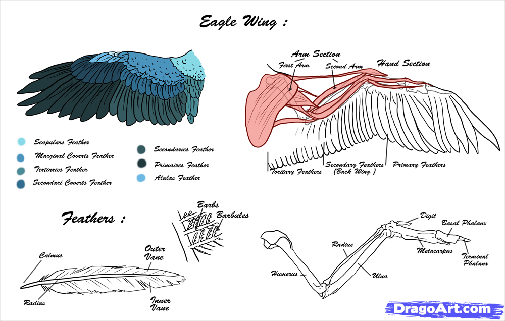 Wings, Feathers and Google on Pinterest