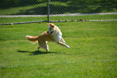 lure coursing