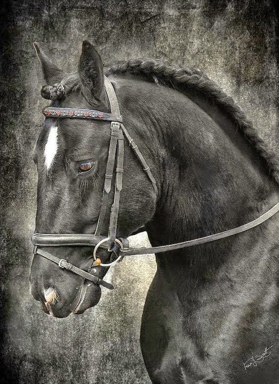 pura-sangre-fotografias-de-cabezas-de-caballos-negros caballos-negros-fotos-artisticas