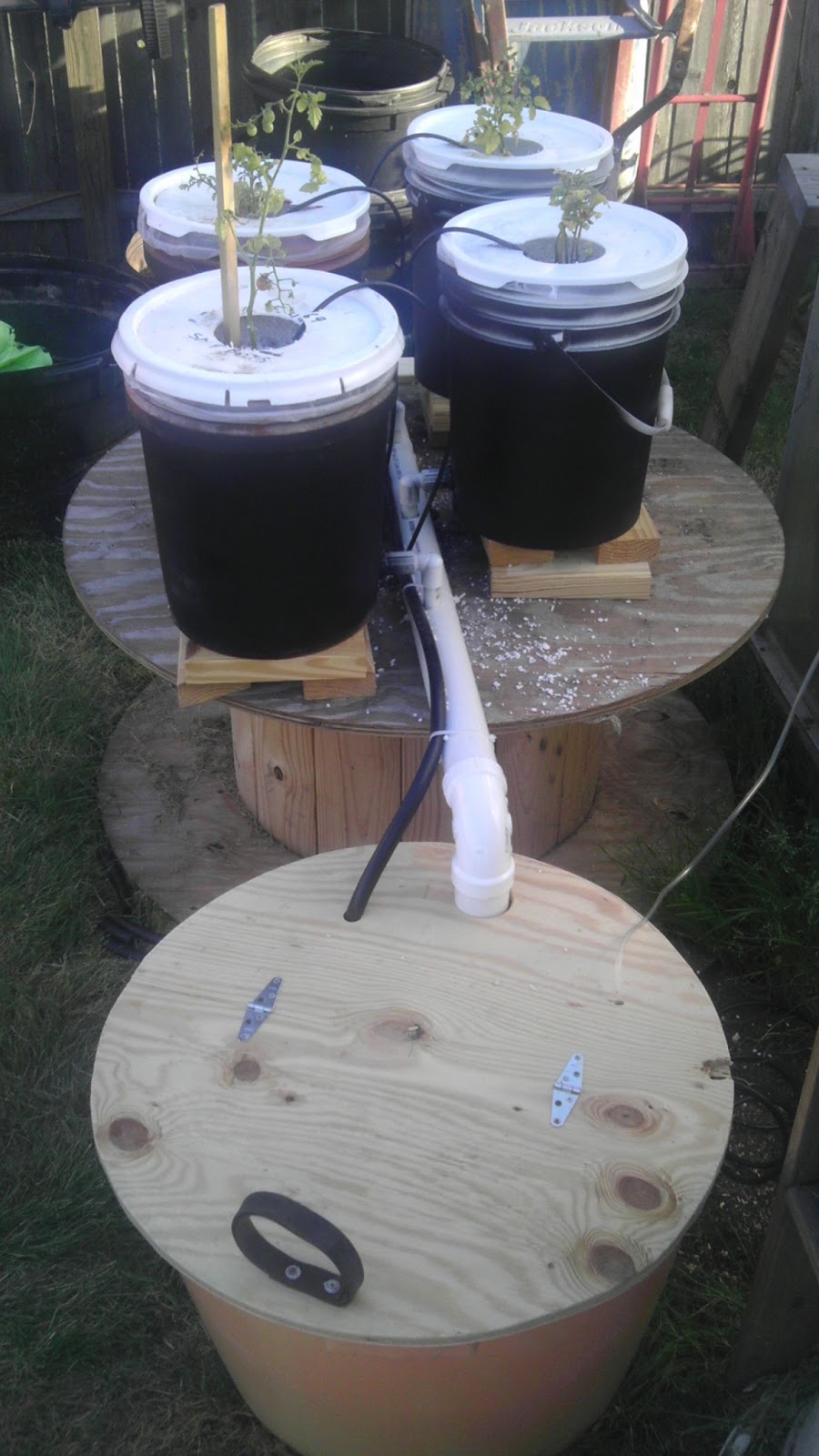 Modern Day Redneck Dutch Bucket Hydroponics System