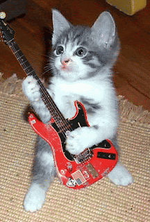 funny musical cat
