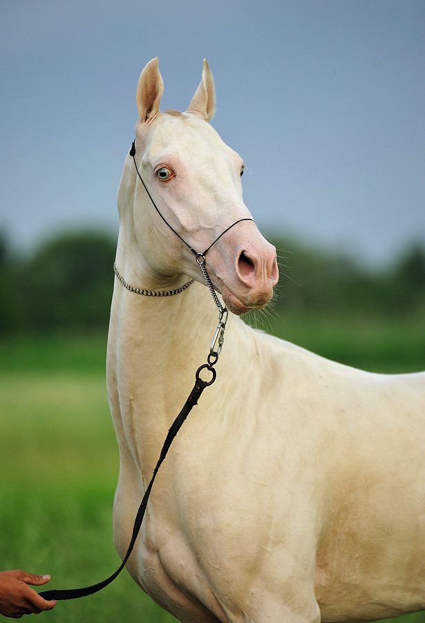 Te gustan los Akhal Teke Cremello? Mira que foto Mundo del Caballo Es