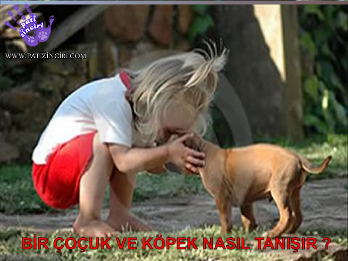 PATİZİNCİRİ BİR ÇOÇUK VE KÖPEK NASIL TANIŞIR