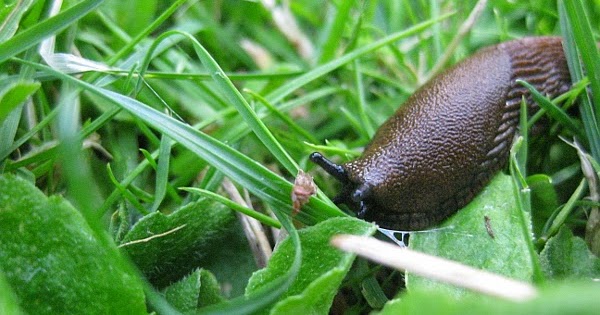 Unser Strebergarten Schnecken Fast Alle Abwehr Methoden Auf Dem Prufstand