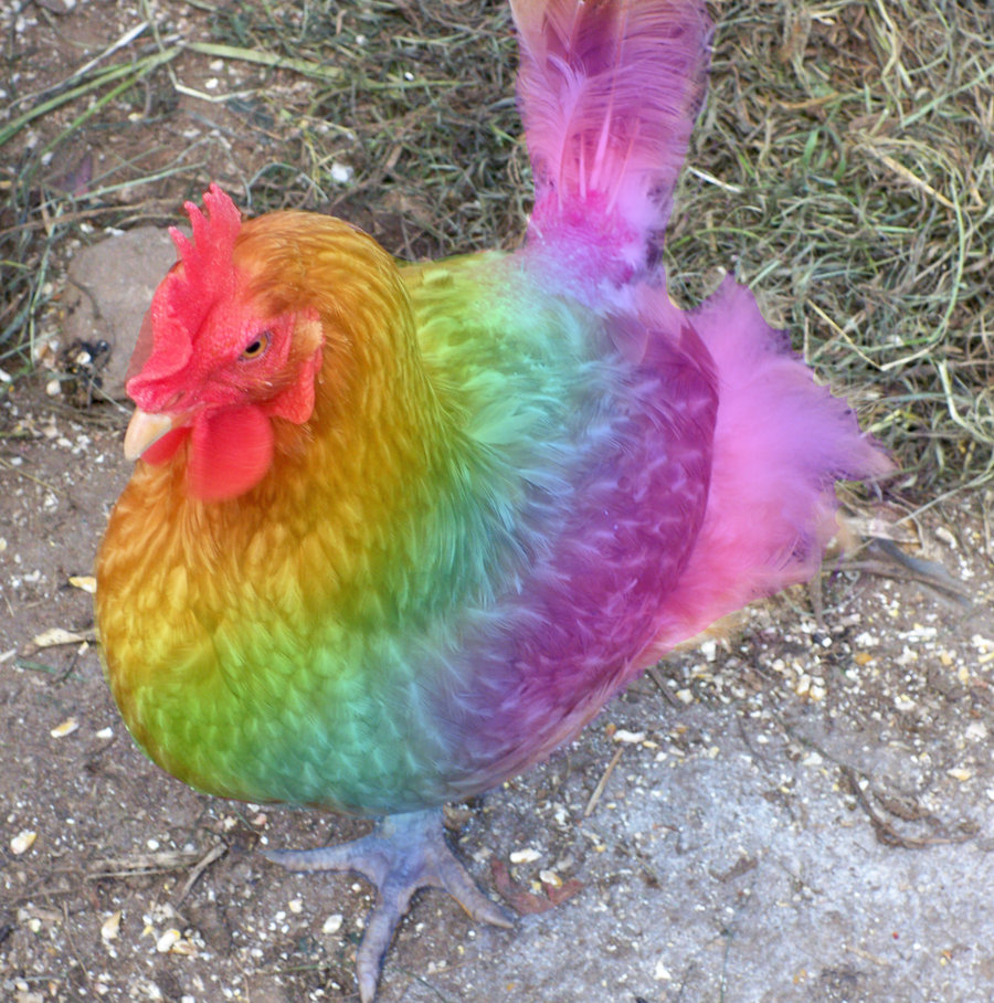 Pink chiken Chicken Breeds. As part of your chicken skillathon for Geauga County 4-H, you will need to know 20 breeds and varieties of chickens.