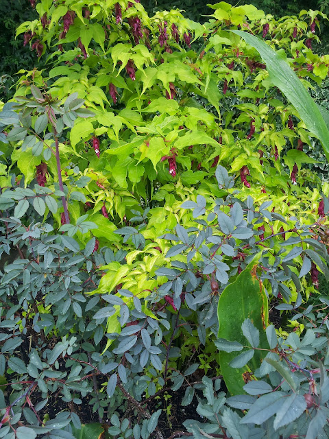 Seattle Garden Ideas Himalayan Honeysuckle