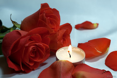 Happy rose day Rose day