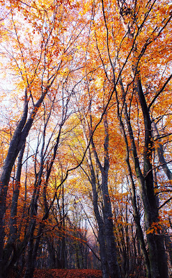 orange autumn trees