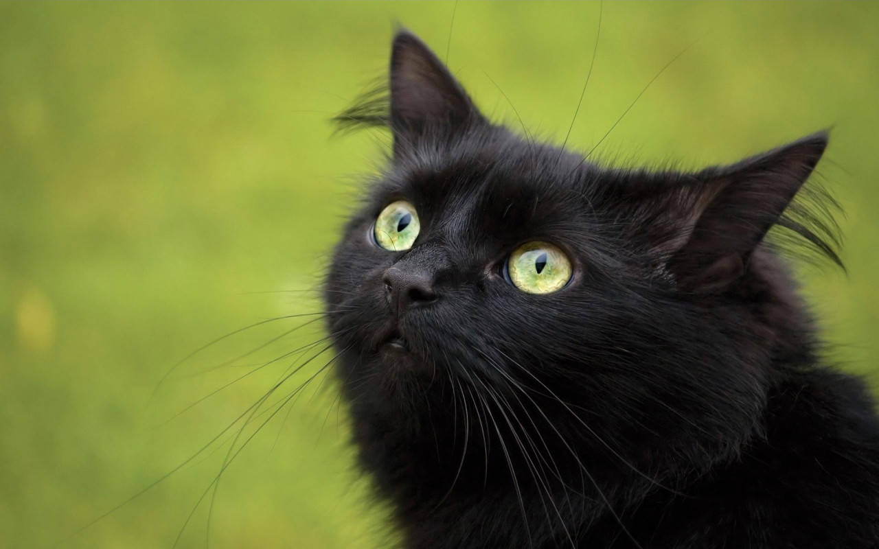Beautiful Black Cat Hd Pictures/Wallpapers 2013 | Beautiful And