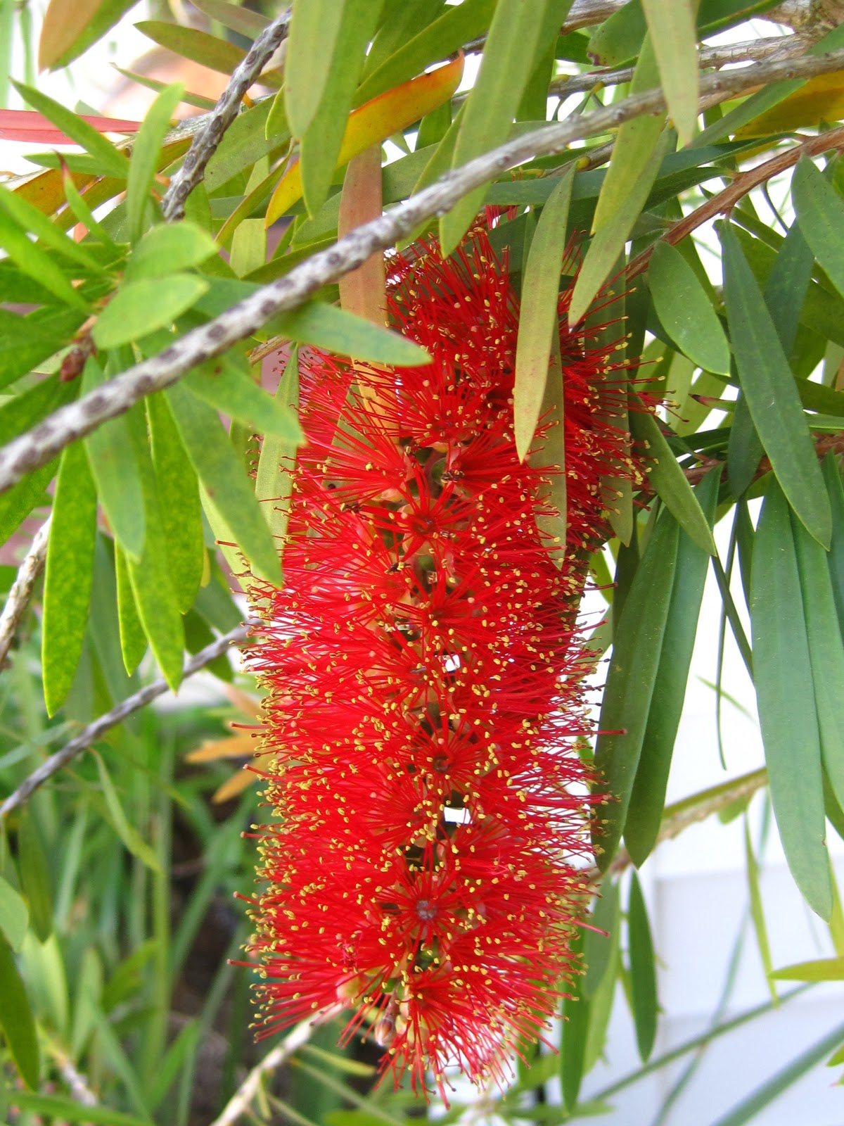 Plant Nursery Fort Walton Beach Plant Nursery Fort Walton Beach