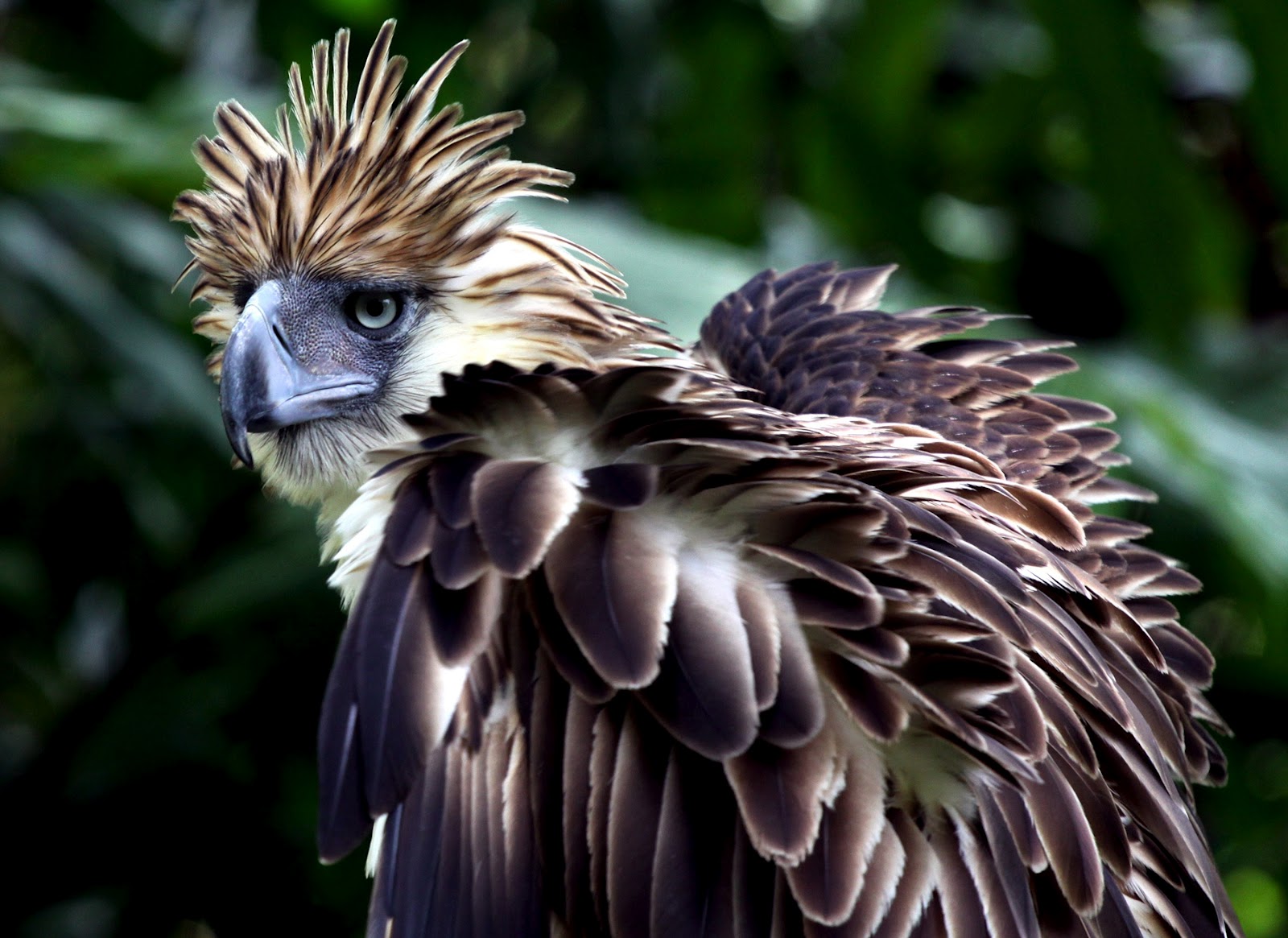 Let�s Draw Endangered Species! ) Philippine Eagle