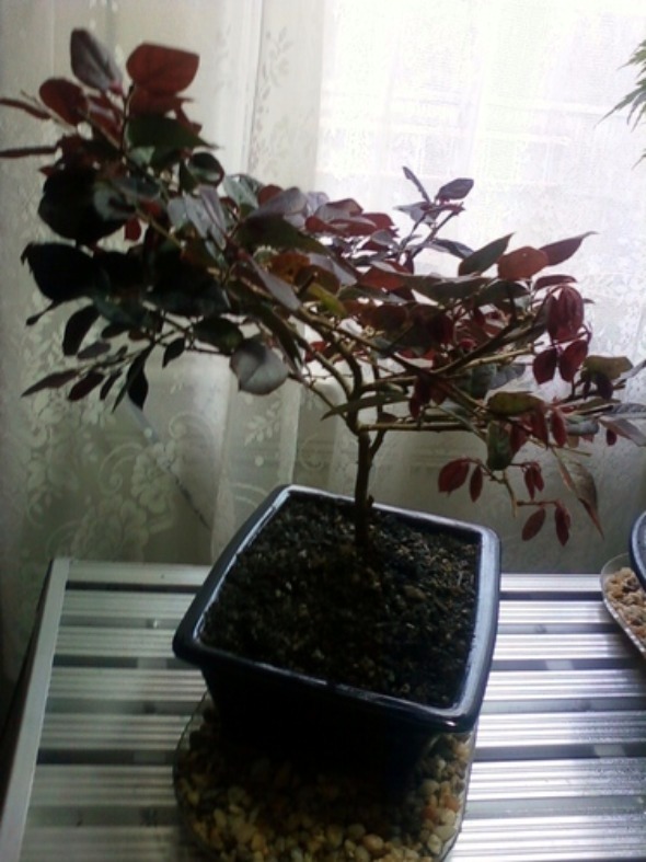 Flowers & Planets: September 2011