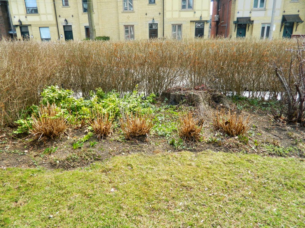 Summerhill spring cleanup after Paul Jung Gardening Services Toronto Summerhill spring cleanup after Paul Jung Gardening Services Toronto