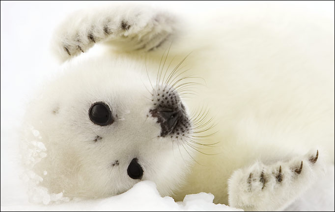 baby white seals