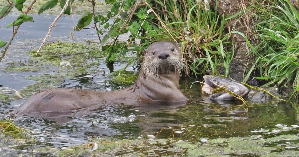 Bees, Birds & Butterflies: River Otters Feast on Salmon at Capitol Lake