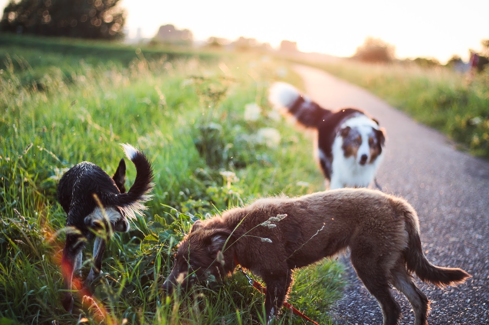 things to do near me this weekend with my dog things to do near me this weekend with my dog