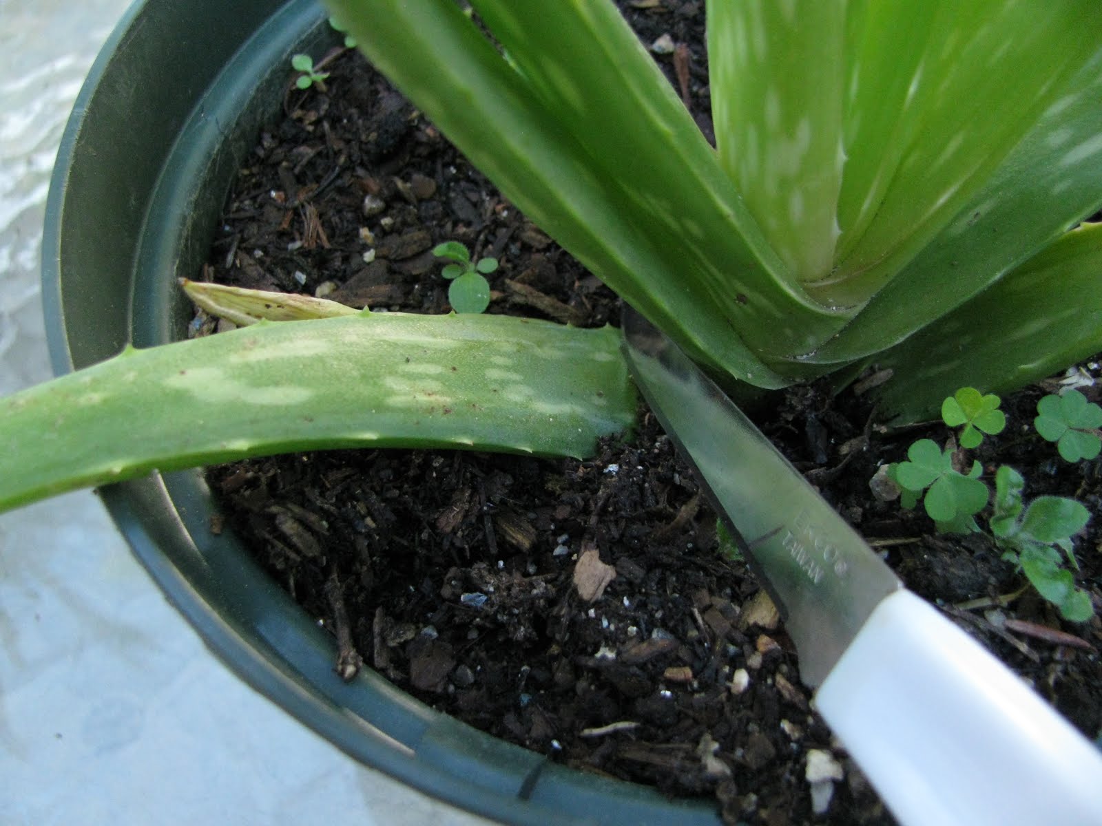 The Search for Oatmeal Heaven How to Cut Aloe Vera Leaves