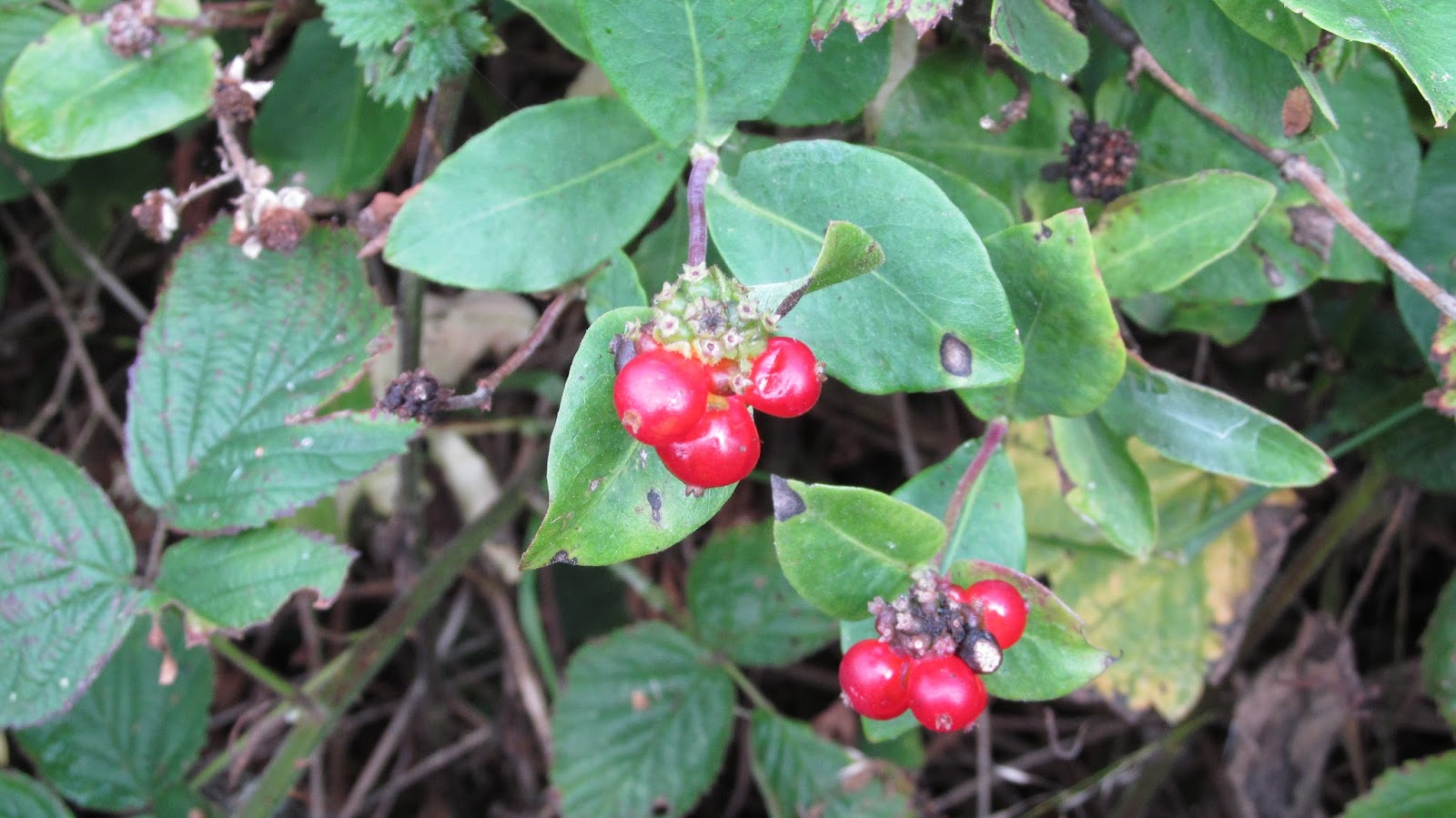 BUZZARD BUSHCRAFT Honeysuckle Berries