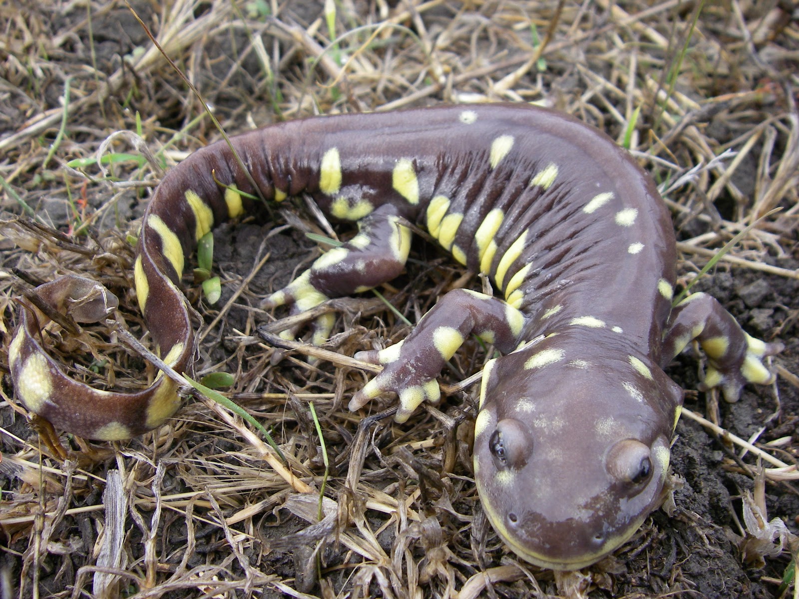 California Tiger Salamanders! | Tiger salamander, Salamander, Reptiles