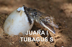 Buaya menetas pemenang lomba foto