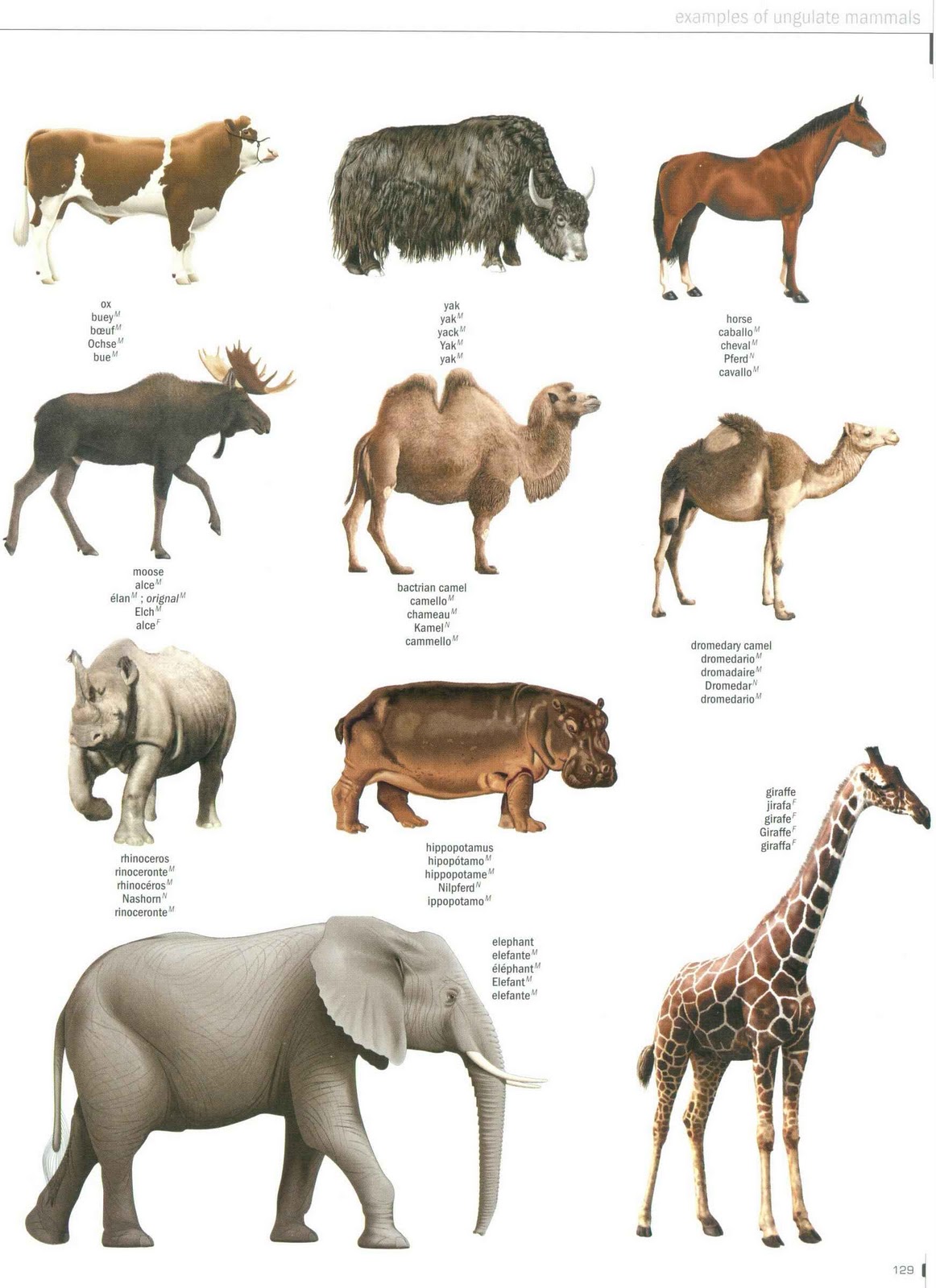 Ebooks for Children Blog (children09) The Firefly Five Language Visual