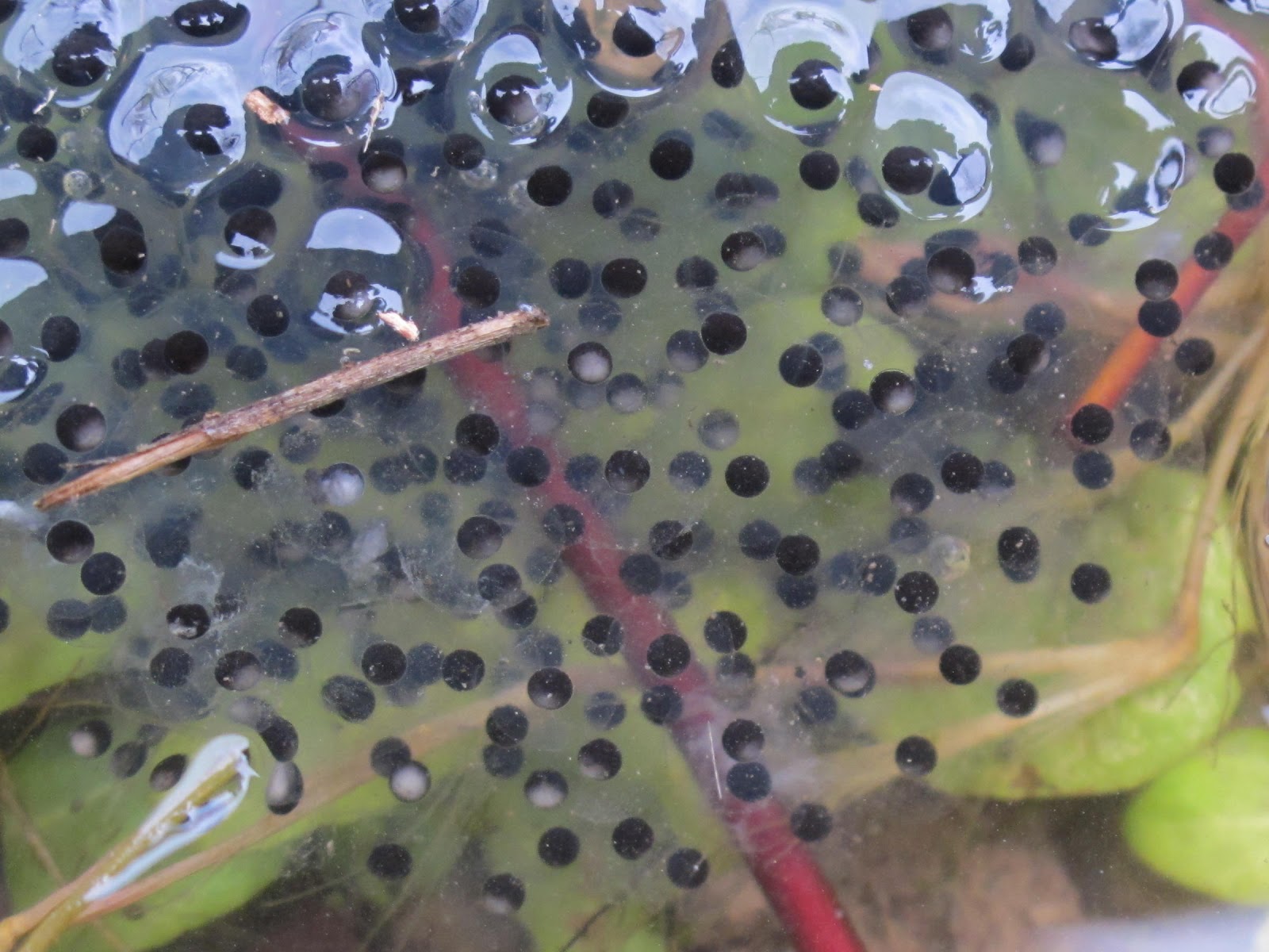 Blue Jay Barrens February 2012