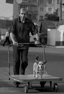 Funny DOG Pictures