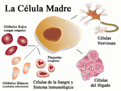 Celula+Madre.gif