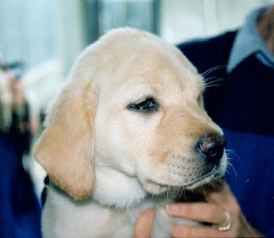 yellow Lab puppy Roselle at 3 months from archives