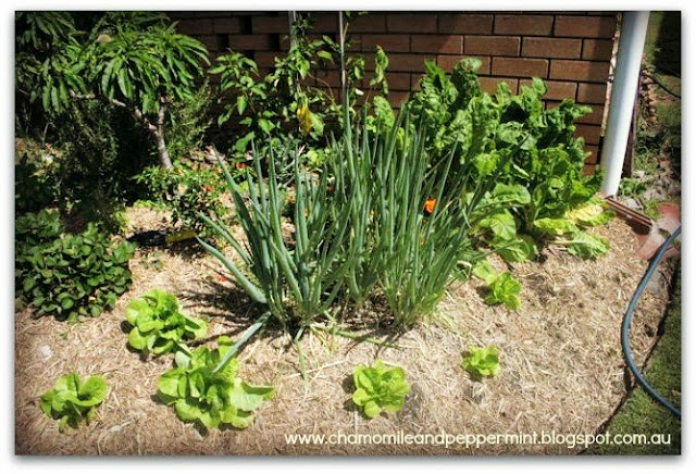 Chamomile & Peppermint Blog - Grow your own food and medicine this spring Chamomile & Peppermint Blog - Grow your own food and medicine this spring