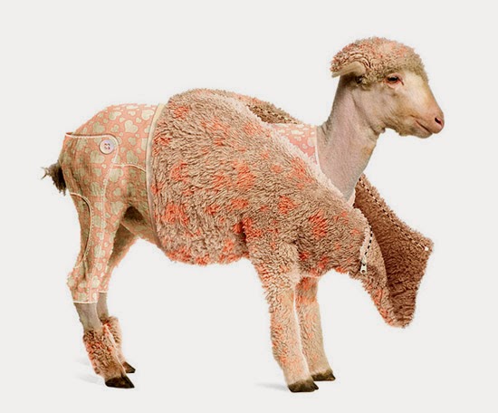 Lamb’s Coat Lamb’s Coat