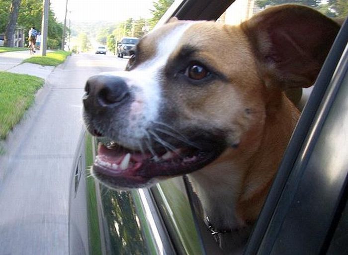 Dog Seat For Car >> Funny Dog Faces at 50 MPH ~ Damn Cool Pictures Dog Seat For Car >> Funny Dog Faces at 50 MPH ~ Damn Cool Pictures