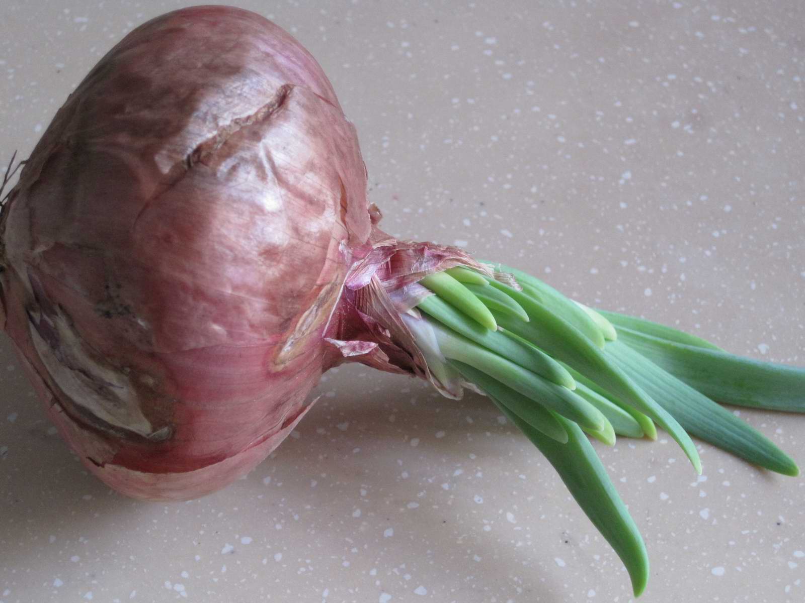 Blessed Homemaker How to grow spring onions