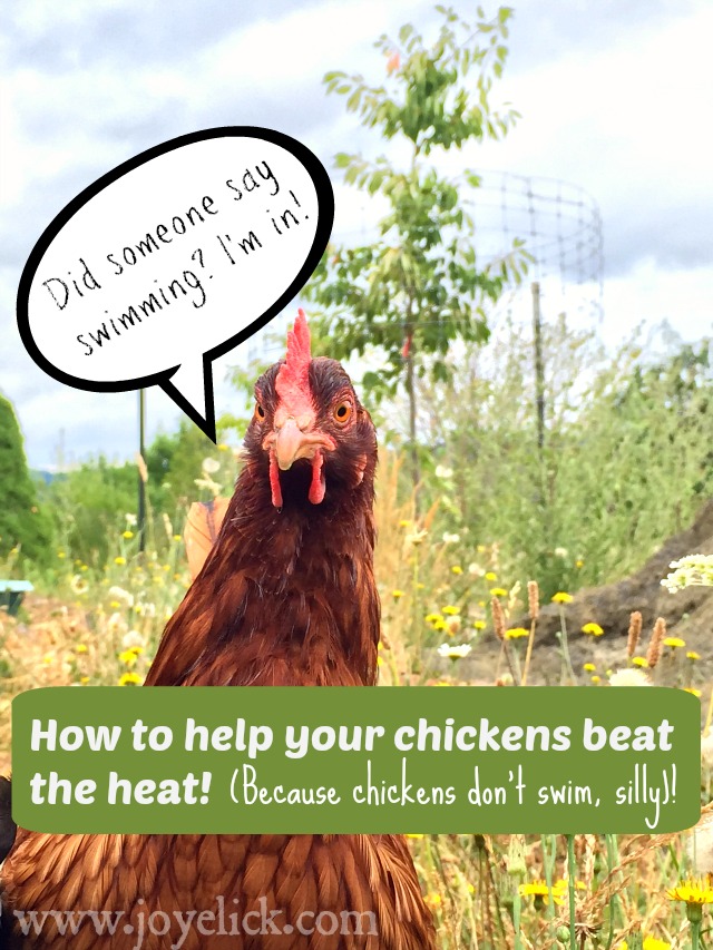 How to keep chickens cool in summer's heat. Farm Girl Inspirations