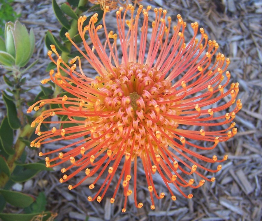 The 2 Minute Gardener Photo Pincushion Protea (Leucospermum sp