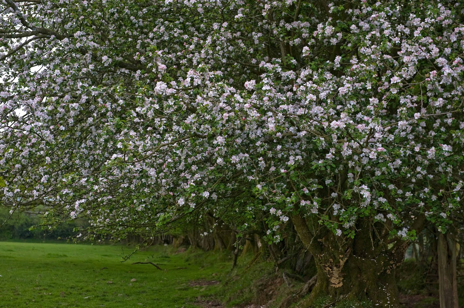 Gower Wildlife Crab Apple
